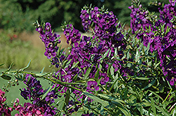 Carita Cascade Deep Purple Angelonia (Angelonia angustifolia 'Carita Cascade Deep Purple') at Stonegate Gardens