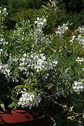 Carita Cascade White Angelonia (Angelonia angustifolia 'Carita Cascade White') at Stonegate Gardens