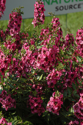 Carita Raspberry Angelonia (Angelonia angustifolia 'Carita Raspberry') at Stonegate Gardens