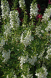 Carita White Angelonia (Angelonia angustifolia 'Carita White') at Stonegate Gardens