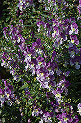 Adessa Blue Angelonia (Angelonia angustifolia 'Adessa Blue') at Stonegate Gardens
