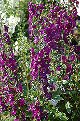 Adessa Purple Angelonia (Angelonia angustifolia 'Adessa Purple') at Stonegate Gardens
