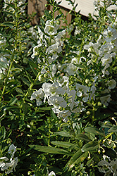 Adessa White Angelonia (Angelonia angustifolia 'Adessa White') at Stonegate Gardens