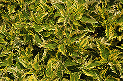 Floricolor Sandstone Coleus (Solenostemon scutellarioides 'Sandstone') at Stonegate Gardens