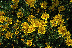Yellow Sunshine Bidens (Bidens ferulifolia 'Yellow Sunshine') at Stonegate Gardens