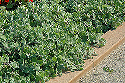 Nicoletta Swedish Ivy (Plectranthus 'Nicoletta') at Stonegate Gardens