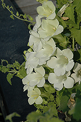 Lofos White Creeping Gloxinia (Lophospermum 'Lofos White') at Stonegate Gardens