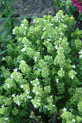 Boxwood Basil (Ocimum basilicum 'Boxwood') at Stonegate Gardens