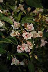 Sunny Anniversary Abelia (Abelia x grandiflora 'Minduo1') at Stonegate Gardens