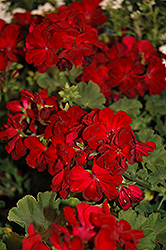 Dandy Deep Red Geranium (Pelargonium 'Dandy Deep Red') at Stonegate Gardens