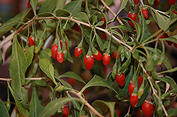 Sweet Lifeberry Goji Berry (Lycium barbarum 'SMNDSL') at Stonegate Gardens