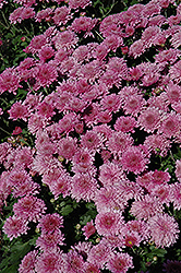 Symphony Pink Chrysanthemum (Chrysanthemum 'Empire Symphony') at Stonegate Gardens