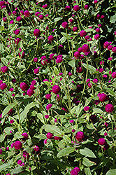Woodcreek Purple Globe Amaranth (Gomphrena globosa 'Woodcreek Purple') at Stonegate Gardens