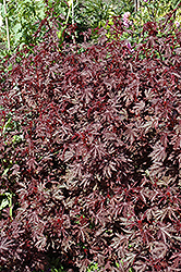 Haight Ashbury Hibiscus (Hibiscus acetosella 'Haight Ashbury') at Stonegate Gardens