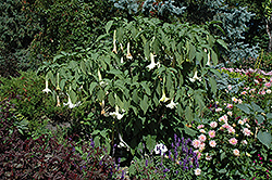 White Angel's Trumpet (Brugmansia candida) at Stonegate Gardens