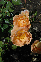 Oso Easy Peachy Cream Rose (Rosa 'Horcoherent') at Lakeshore Garden Centres