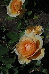 Winter Sunset Rose (Rosa 'Winter Sunset') at Stonegate Gardens