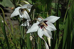 Abyssinian Gladiolus (Gladiolus murielae) at Lakeshore Garden Centres