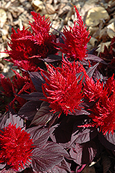 Chinatown Red Plumed Celosia (Celosia plumosa 'Chinatown Red') at Stonegate Gardens