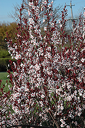 Big Cis Plum (Prunus x cistena 'Schmidtcis') at Stonegate Gardens