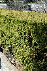 Vermeulen Yew (Taxus x media 'Vermeulen') at Stonegate Gardens