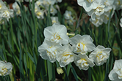 Cheerfulness Daffodil (Narcissus 'Cheerfulness') at Stonegate Gardens