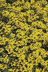Canaries Wallflower (Erysimum 'Canaries') at Stonegate Gardens
