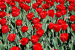 Parade Tulip (Tulipa 'Parade') at Stonegate Gardens