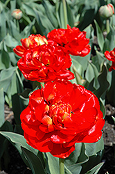 Miranda Tulip (Tulipa 'Miranda') at Stonegate Gardens