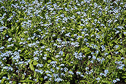 Early Bird Blue Forget-Me-Not (Myosotis sylvatica 'Early Bird Blue') at Stonegate Gardens