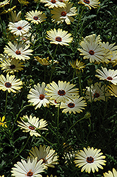 Buttermilk African Daisy (Osteospermum 'Buttermilk') at A Very Successful Garden Center
