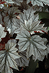 Looking Glass Begonia (Begonia 'Looking Glass') at Stonegate Gardens