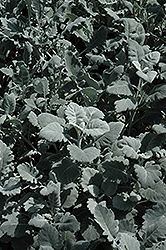 Cirrus Dusty Miller (Senecio cineraria 'Cirrus') at Stonegate Gardens