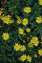 Sonnenschein African Bush Daisy (Euryops chrysanthemoides 'Sonnenschein') at Lakeshore Garden Centres