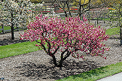 Garden Sun Peach (Prunus persica 'Garden Sun') at Stonegate Gardens