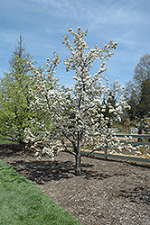 Chojuro Asian Pear (Pyrus pyrifolia 'Chojuro') at Stonegate Gardens