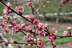 Reliance Peach (Prunus persica 'Reliance') at Stonegate Gardens