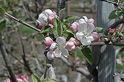 Akane Apple (Malus 'Akane') at Stonegate Gardens