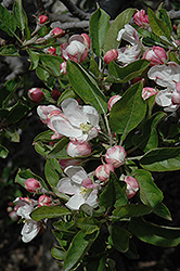 Red Chief Apple (Malus 'Red Chief') at A Very Successful Garden Center