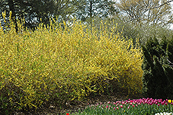 Spring Glory Forsythia (Forsythia x intermedia 'Spring Glory') at Stonegate Gardens