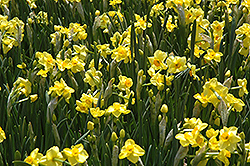 Scarlet Gem Daffodil (Narcissus 'Scarlet Gem') at Stonegate Gardens