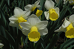 Bravoure Daffodil (Narcissus 'Bravoure') at Stonegate Gardens