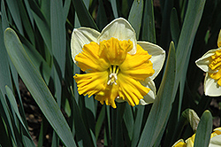 Orangery Daffodil (Narcissus 'Orangery') at Stonegate Gardens
