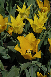 Ballade Gold Tulip (Tulipa 'Ballade Gold') at Stonegate Gardens
