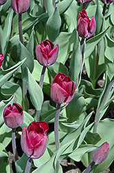 Purple Lady Tulip (Tulipa 'Purple Lady') at Stonegate Gardens