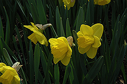 Peaches And Cream Daffodil (Narcissus 'Peaches And Cream') at Stonegate Gardens