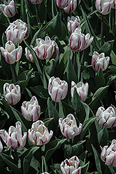 Zurel Tulip (Tulipa 'Zurel') at Stonegate Gardens