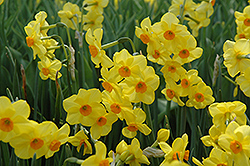Martinette Daffodil (Narcissus 'Martinette') at Stonegate Gardens
