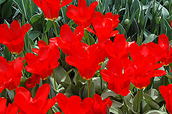 Red Cubed Tulip (Tulipa 'Red Cubed') at Stonegate Gardens