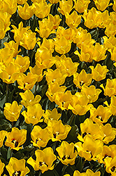 Golden Tango Tulip (Tulipa 'Golden Tango') at Stonegate Gardens
